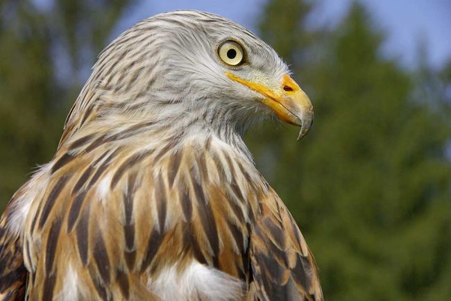 Falknerei – Flugvorführungen auf Burgen und Schlössern