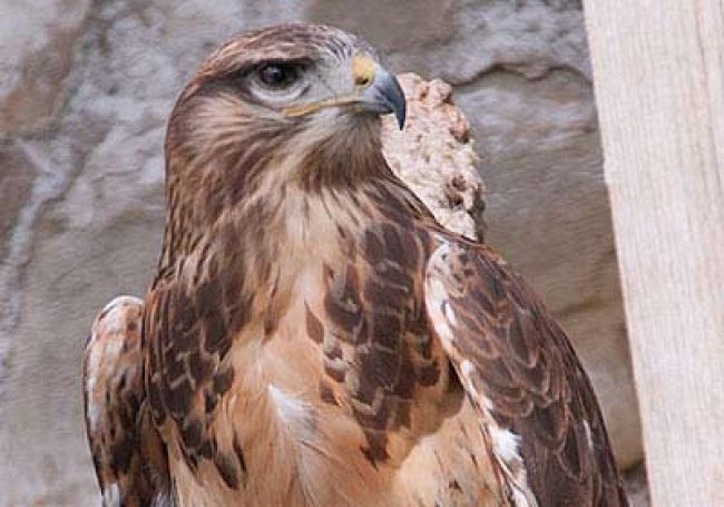Falknerei Burg Greifenstein
