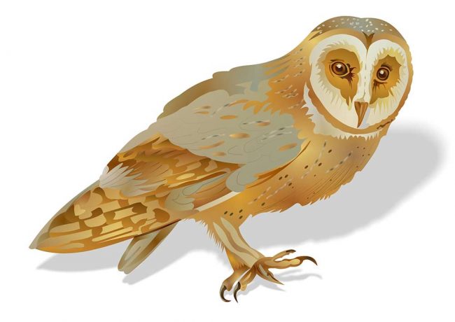 Falkenhof Burg Falkenstein im Harz