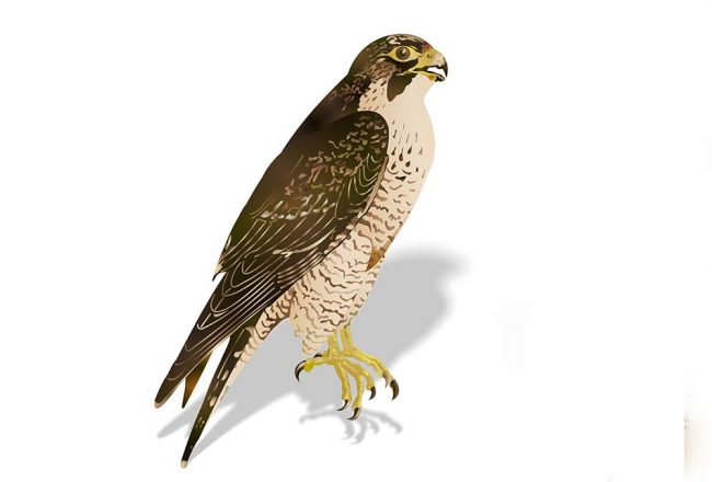 Adler- und Falkenhof Niederburg Kranichfeld