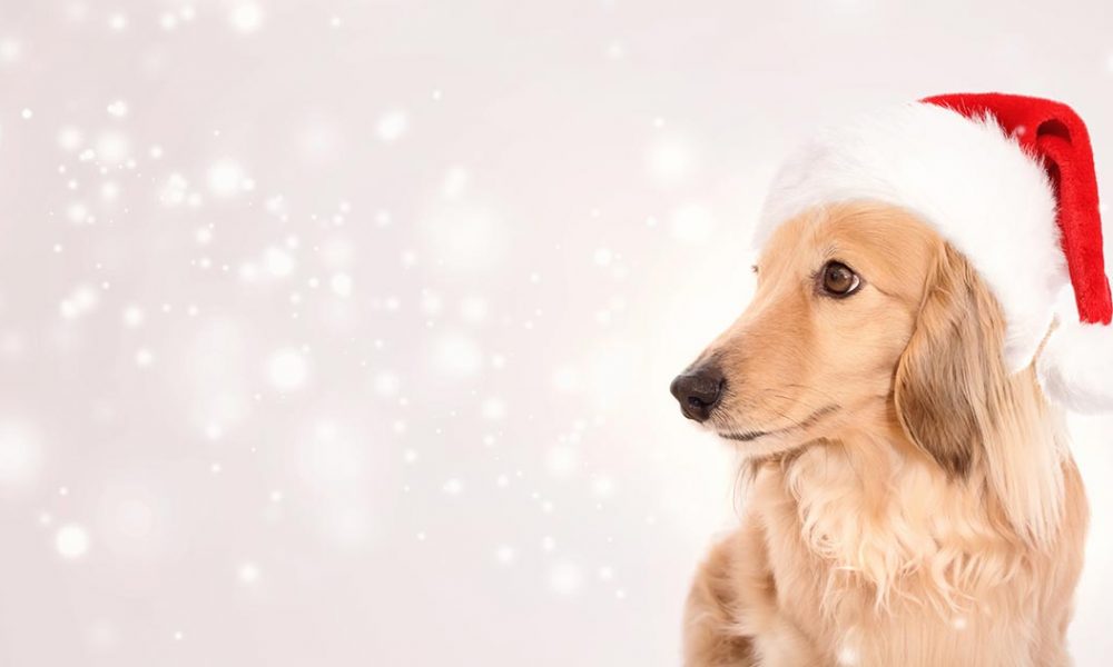 Hund weihnachten