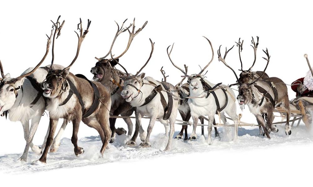 Rentiere und Schlitten