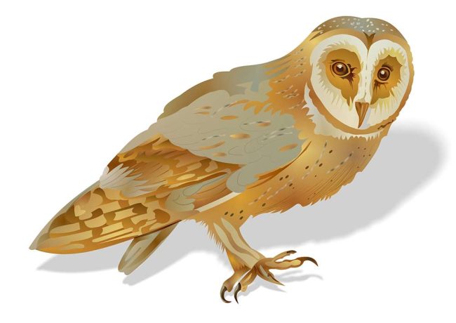 Falkenhof Burg Falkenstein im Harz