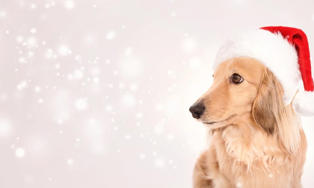 Hund weihnachten